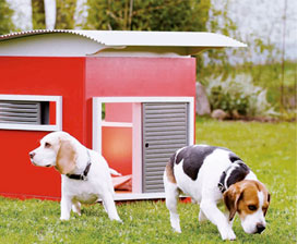 Hunde